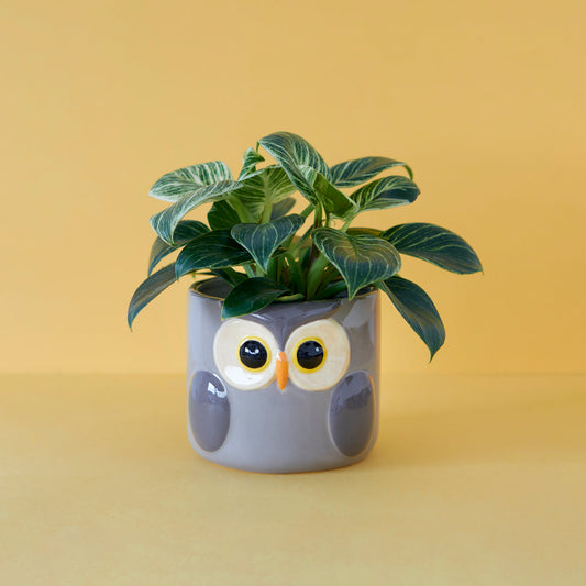 Pot de fleurs hibou