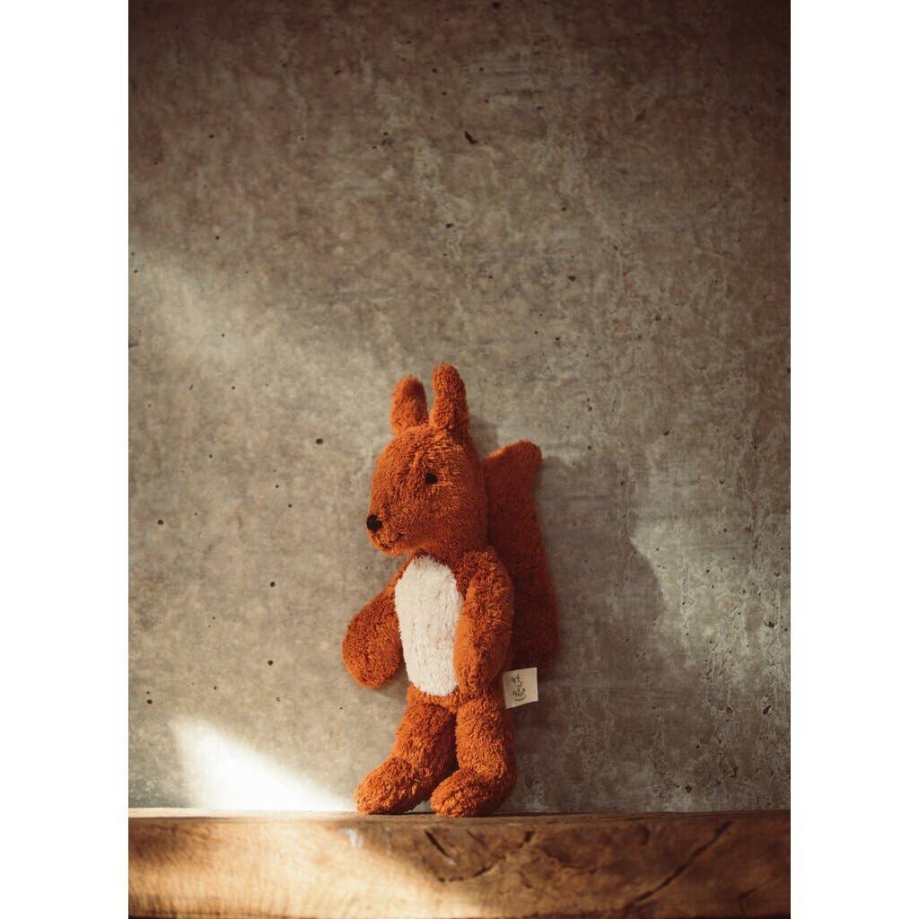 Baby squirrel animal