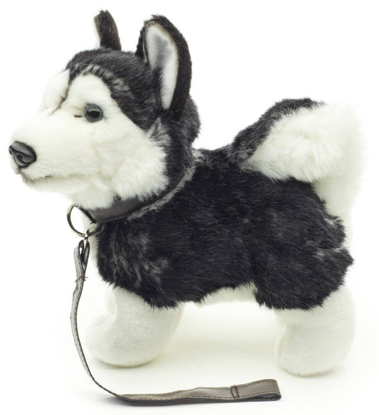 Plush husky puppy, standing with leash
