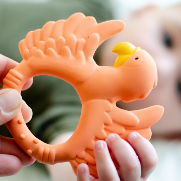 Orange parrot dentition ring