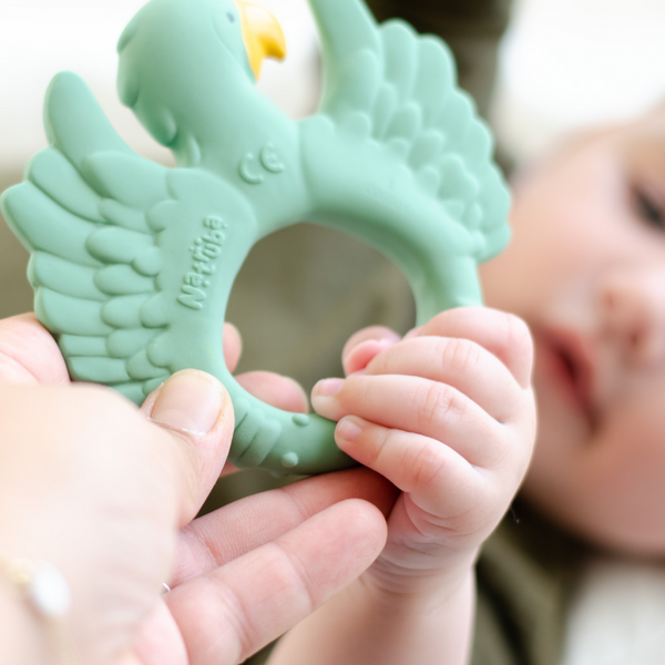 Green parrot dentition ring