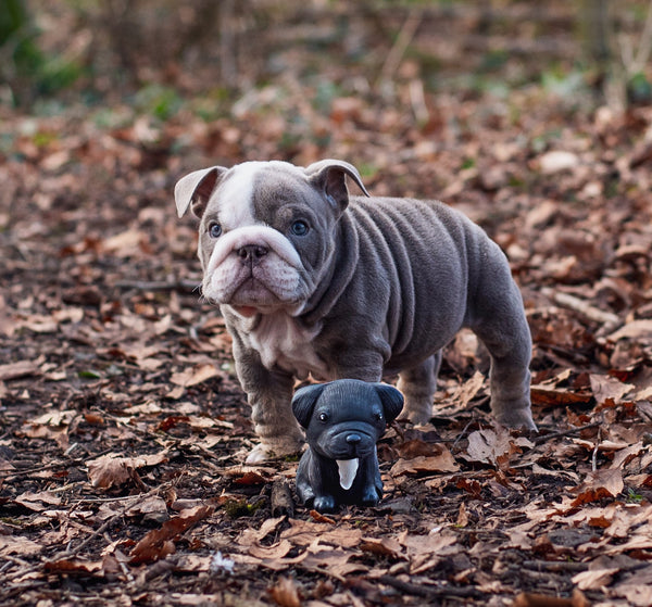 Puppy Parade French Bulldog