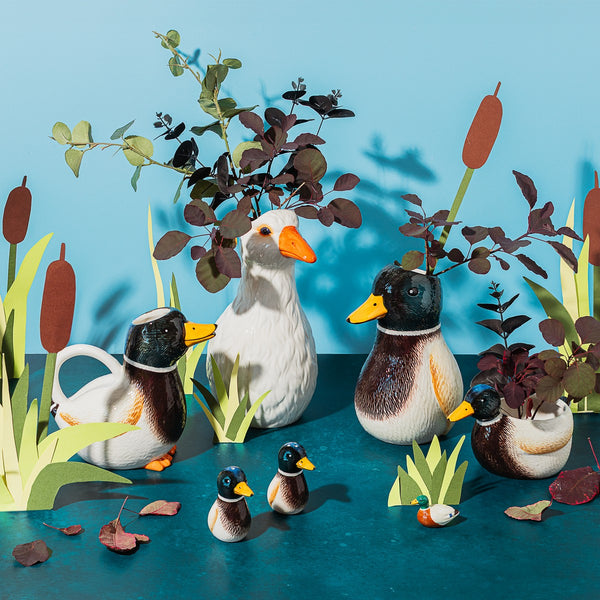 Salt and pepper Mallard duck