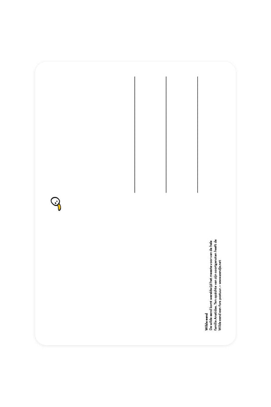 Carte postale avec Canard colvert