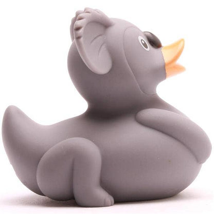 Canard koala