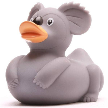 Canard koala