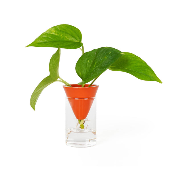 Cône Orange Vase Hydroponique Helio Ferretti Vue 2