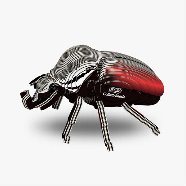 111 Goliath Beetle