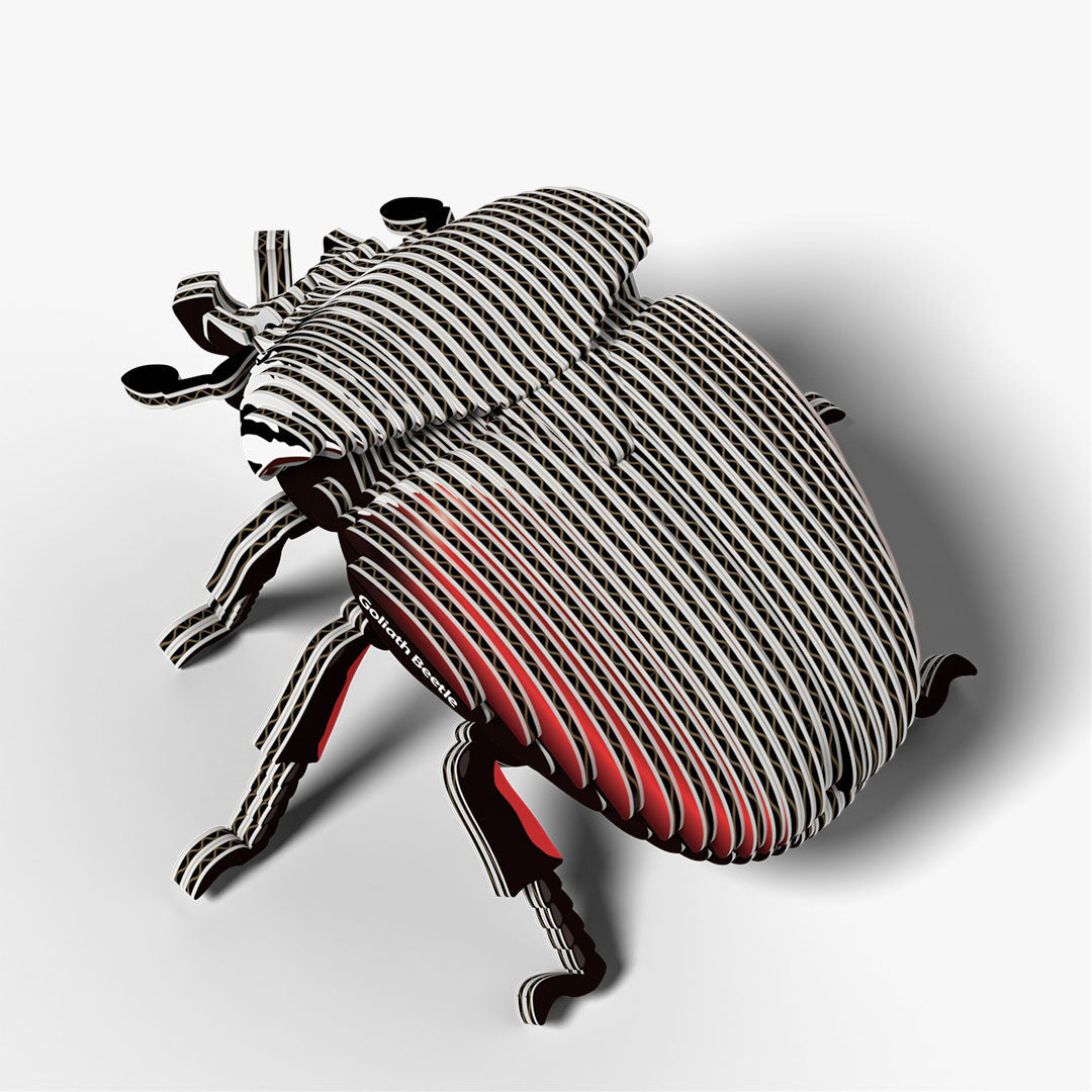 111 Goliath Beetle