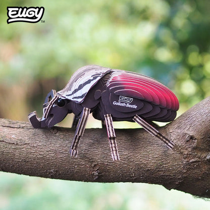 111 Goliath Beetle