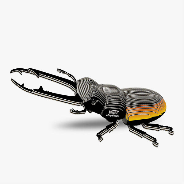 114 Lucanid beetle
