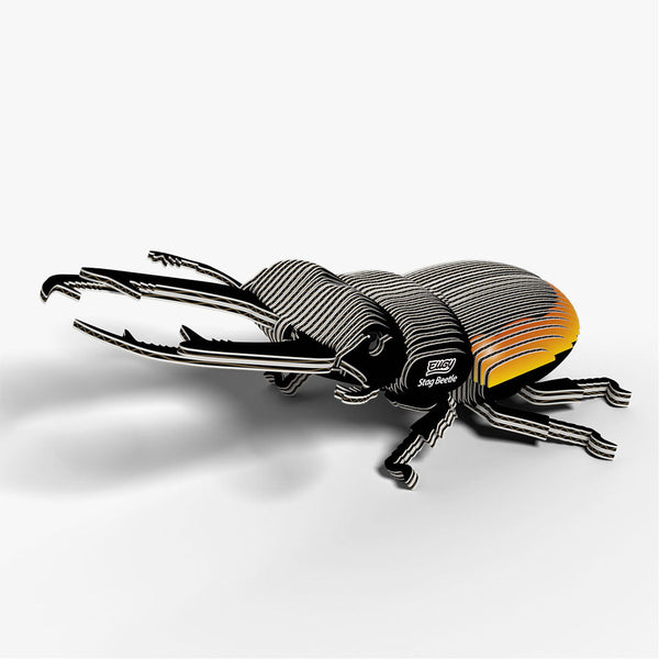114 Lucanid beetle