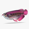 118 Aziatische arowana