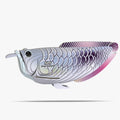 124 Silber-Arowana