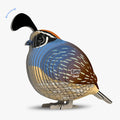 129 Quail