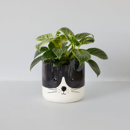 Cache-pot chat