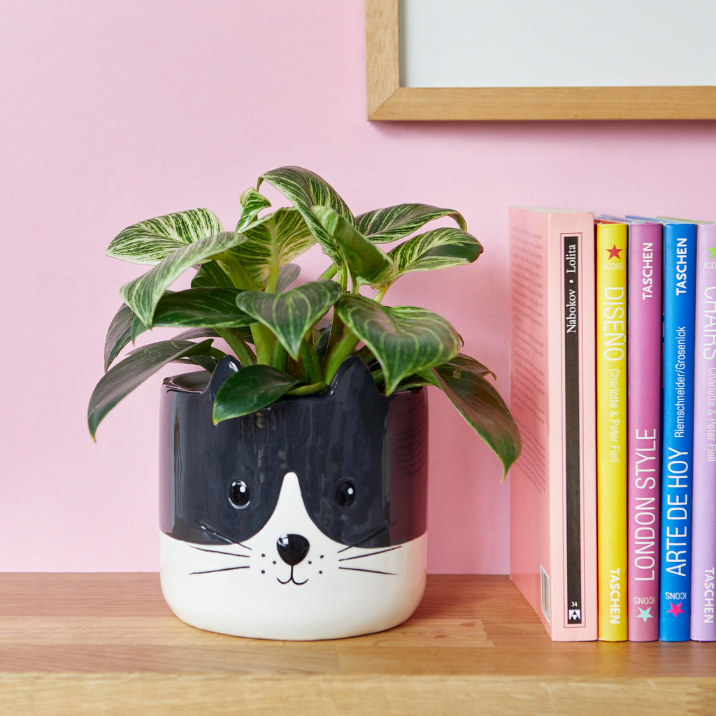 Cache-pot chat