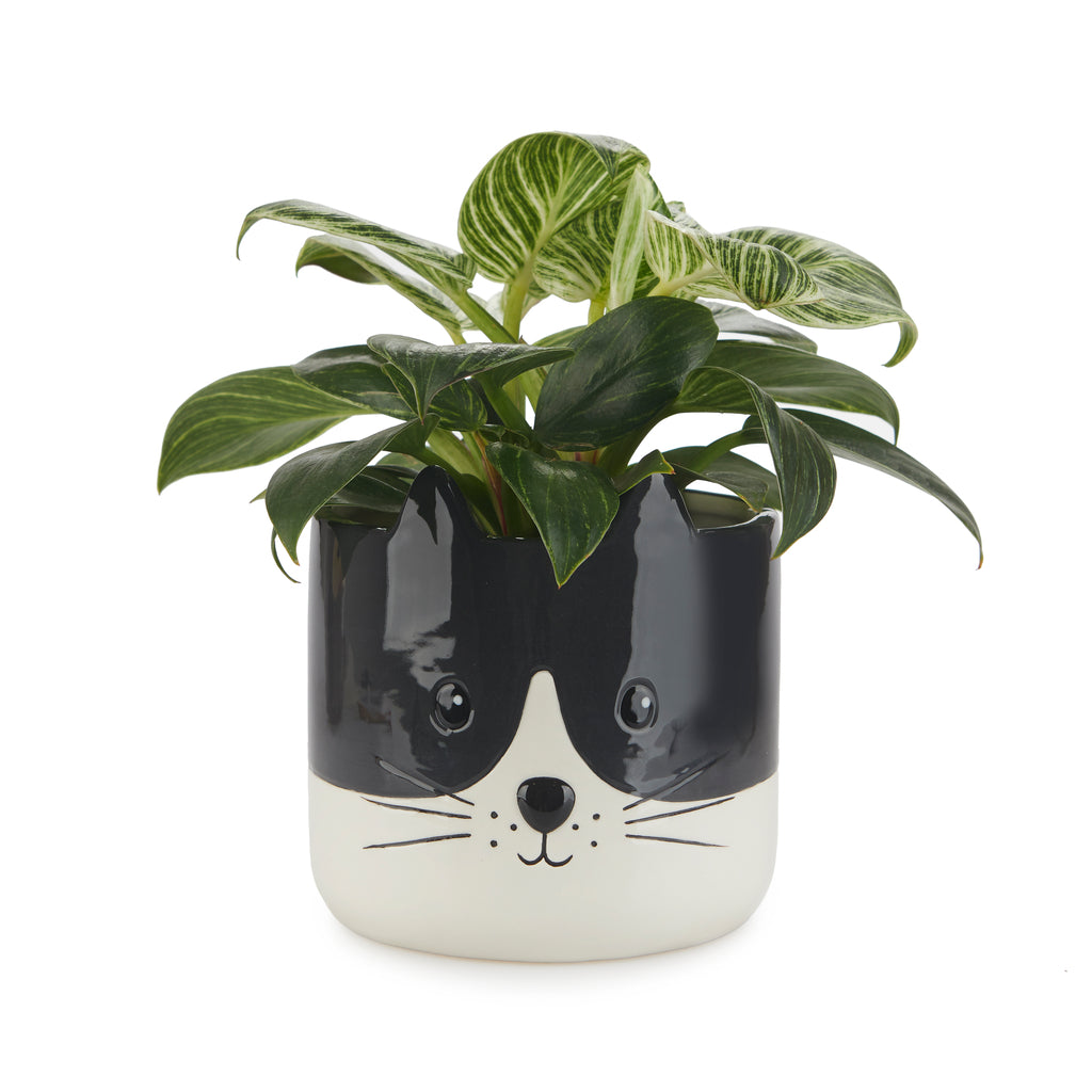 Cache-pot chat