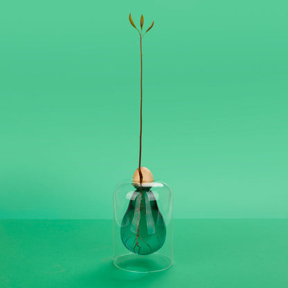Vase de germination Avocado Vase