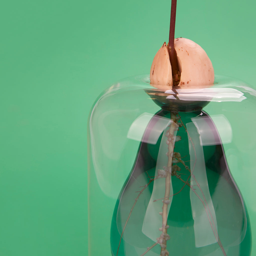 Vase de germination Avocado Vase