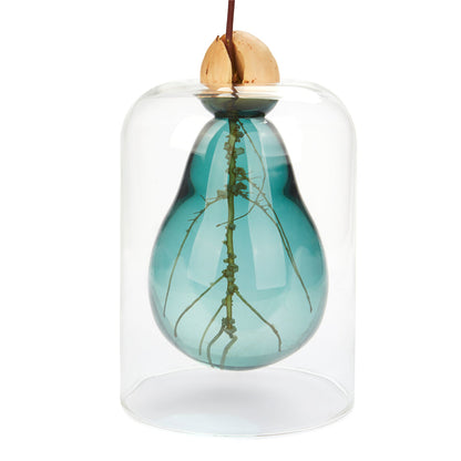 Vase de germination Avocado Vase
