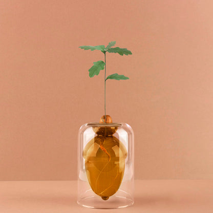 Acorn Vase Seed Grower
