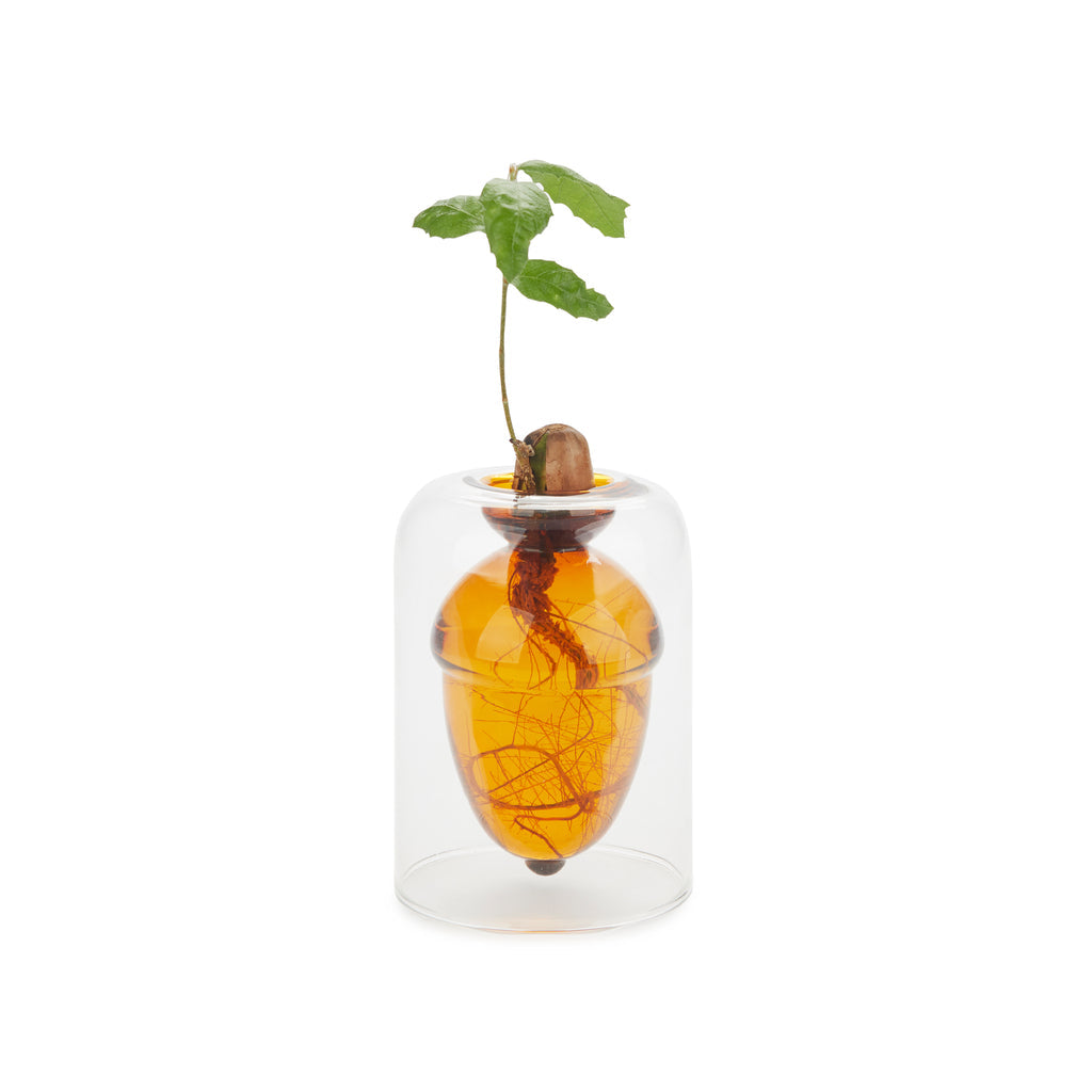 Vase de germination Acorn Vase