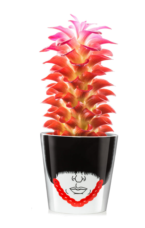 Bloempot van de Koninklijke Garde
