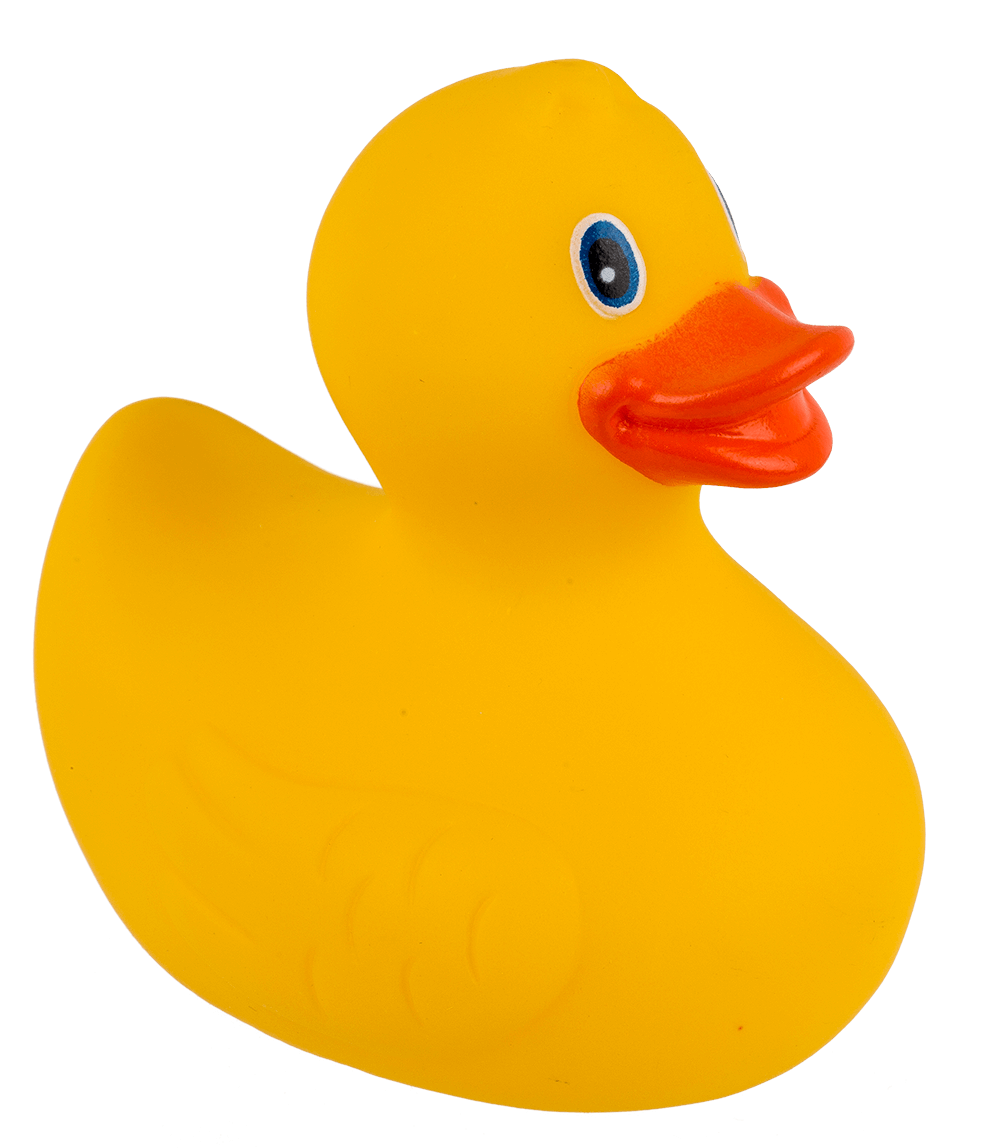 Canard Jaune de Bain – vue 7