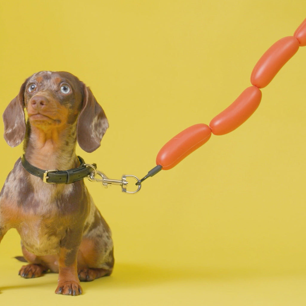Laisse pour chien Hot Dog