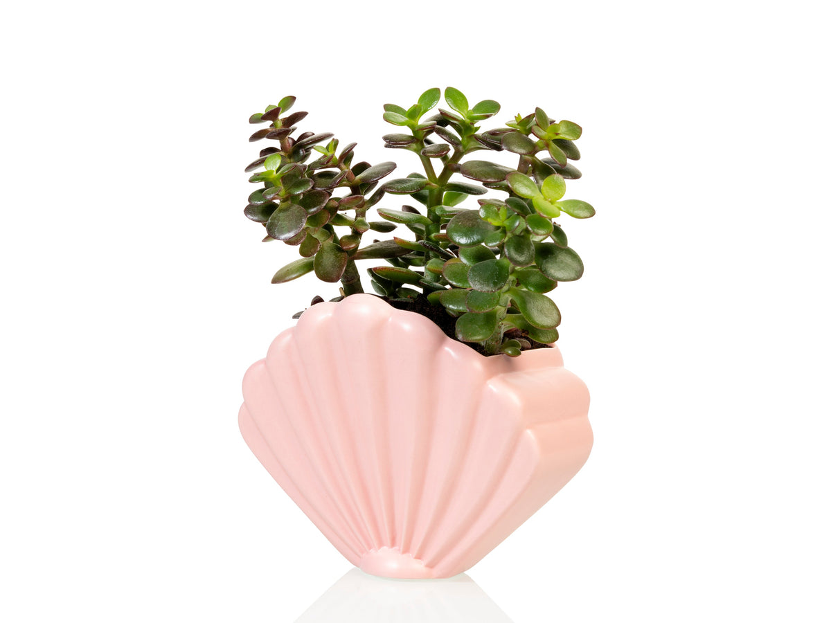 Pot de Fleur Coquillage Rose – Grand