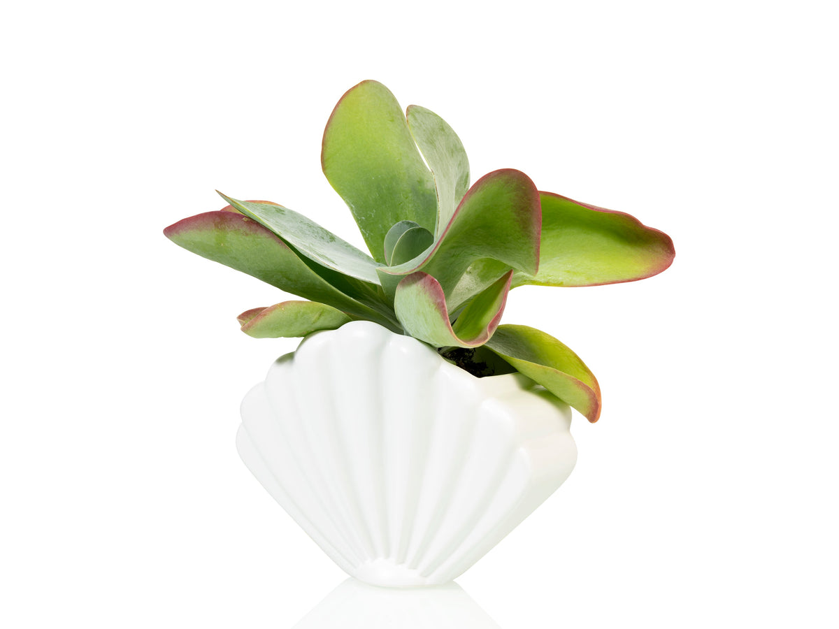 Pot de Fleur Coquillage Blanc – Grand