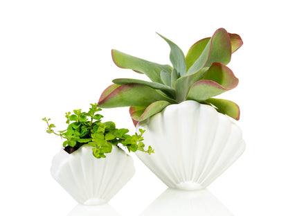 Pot de Fleur Coquillage Blanc – Grand