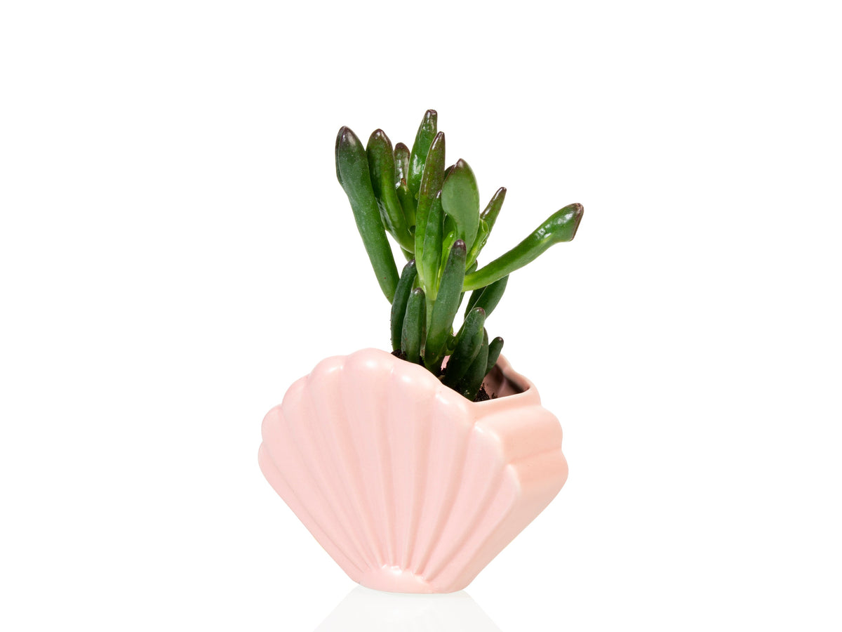 Pot de Fleur Coquillage Rose – Petit