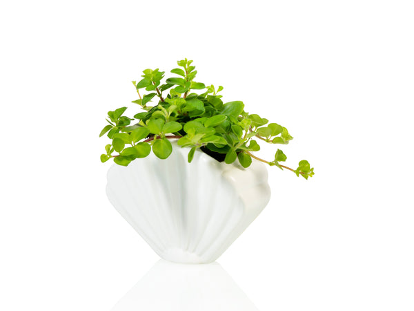 Pot de Fleur Coquillage Blanc – Petit – Bitten
