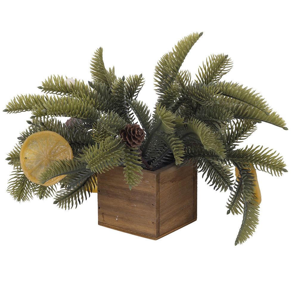 LEMON PLANT H.16 CM - 2188199