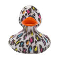 Wild Leopard Duck