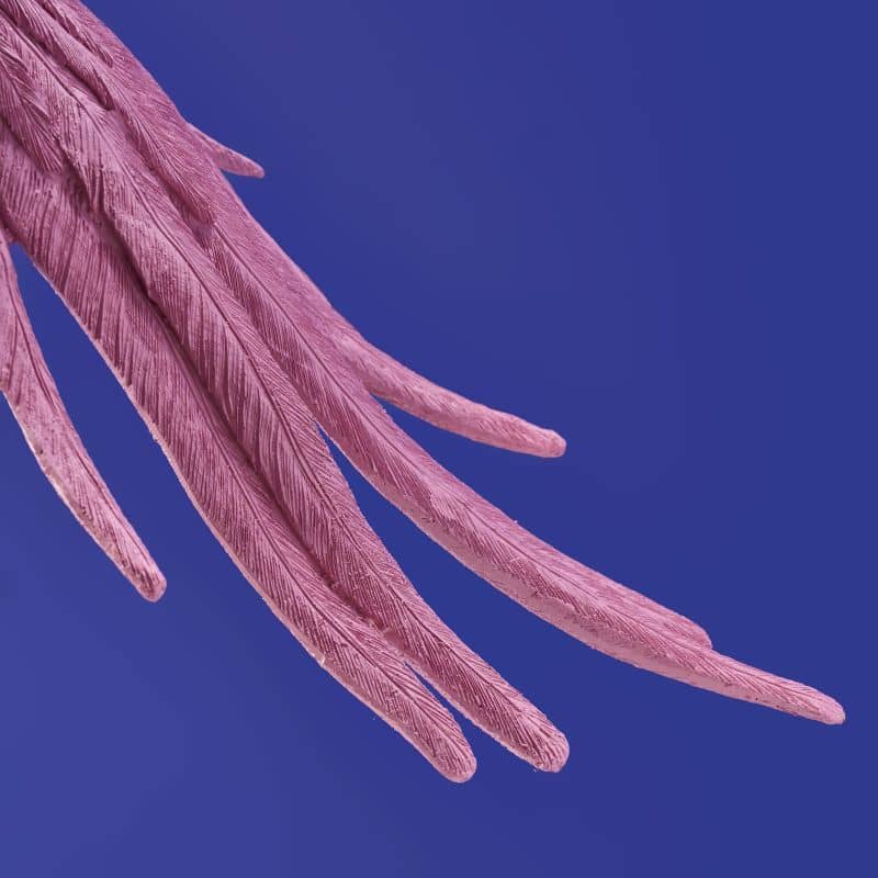 Pink Parrot Ceiling Light