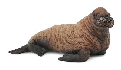 Babywalrus - (M)