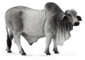 Figurine Taureau Brahmane - (L)