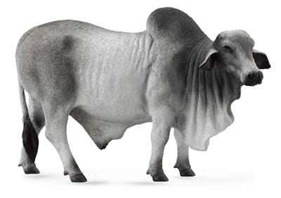 Brahman Stier - (L)