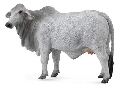 Brahman-koe - (L)