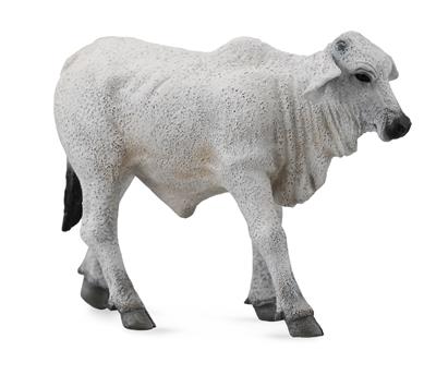 Brahmin Calf - (S)