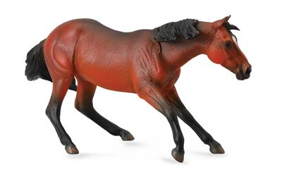 Quarter Horse Hengst - (XL)