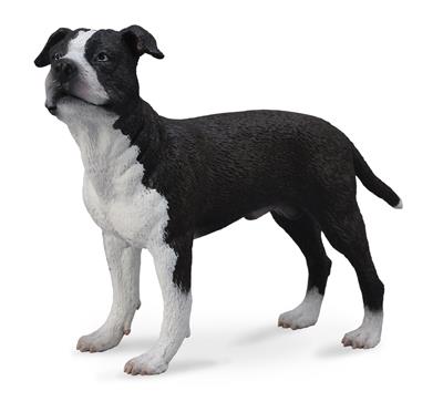 American Staffordshire Terrier