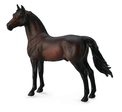 Morgan, bruine hengst - (XL)
