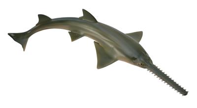Sägefisch - (M)