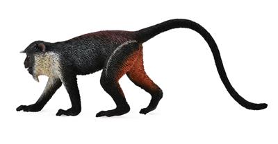 Cercopithecus Dine - (M)