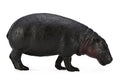 Figuur Hippopotame Nain - (L)