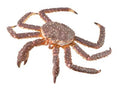 Royal Crab Figurine - (XL)